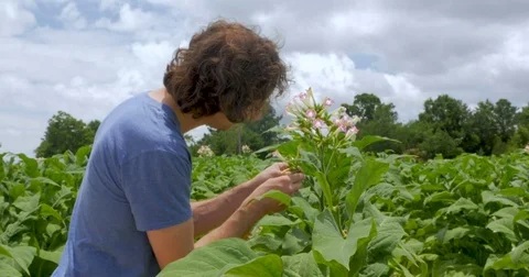 Inspector closely checking his tobacco plants for pests Stock Footage 83927745