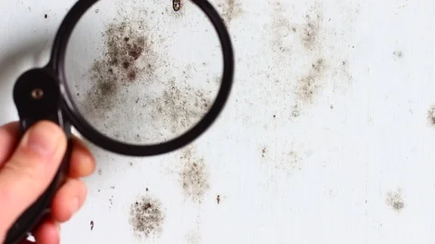 Inspector Who Perform Mold Inspections Stock Footage 86201308