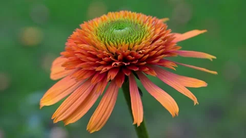 'Inspiration' Echinacea macro. Stock Footage 321473486