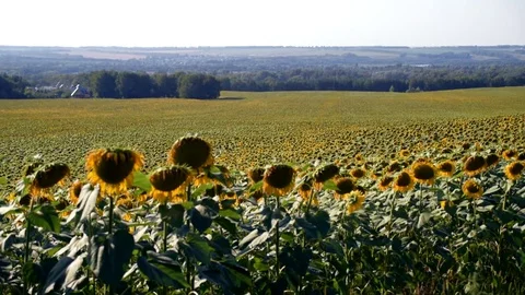 The Inspiration Of Van Gogh. 스톡 동영상 82331743