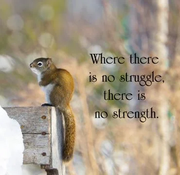 Inspirational quote. Stock Photos