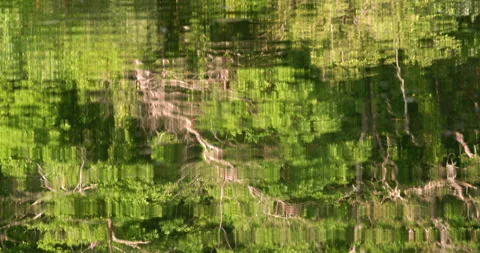 Inspirational reflection of the forest in the river 動画素材 241861204