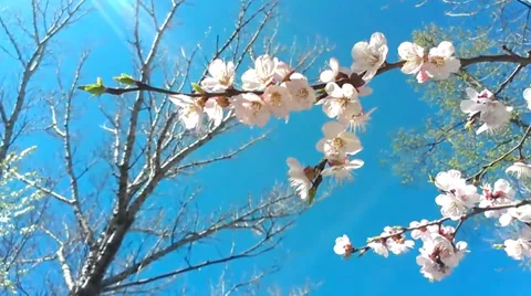 INSPIRATIONAL SPRING 動画素材 35661778