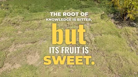 Inspirational typography layout featuring the quote The root of knowledge i.. Fotos de archivo