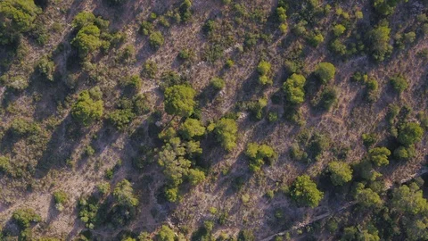 Inspire 2 drone flying above Mediterranean Forest 스톡 동영상 101426787