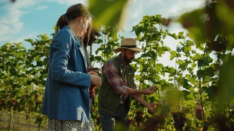 Inspired farmer guiding interesting excursion in grape garden. Romantic multi Stock Footage 117254991