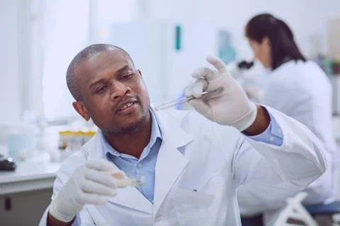 Inspired skilled bioengineer doing a test with seeds Stock Photos