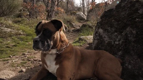 Inspiring dog Stock Footage 127322635