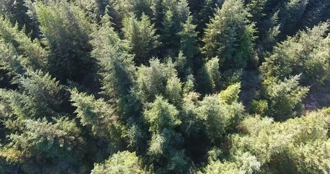 Inspiring Green Forest Pine Trees Drone Shot Stock Footage 97703228
