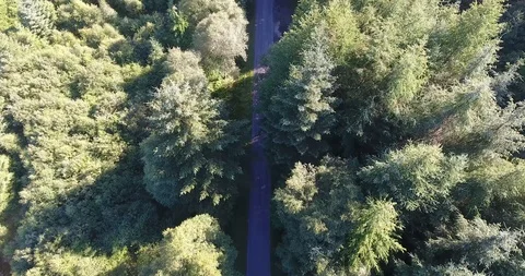 Inspiring Small Road in a Scottish Pine Forest 스톡 동영상 97703161