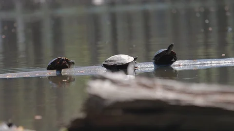 Inspiring turtle tries to get on log with 2 other turtles 스톡 동영상 128978745