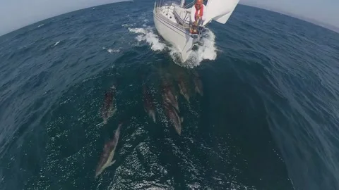 Insta x 360 Dolphins Sailing 2 Stock Footage 169156533