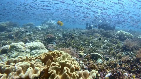 Insta360 Ace Pro 2 4K: Hunting jacks burst into shot of diver filming turtle Stock Footage 336949173