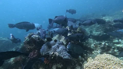 Insta360 Ace Pro 2 4K: Close up of giant bumphead parrotfish teeth crunching Stock Footage 337052767