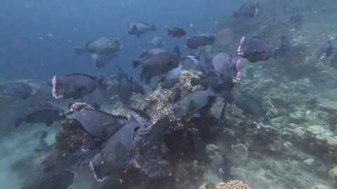 Insta360 Ace Pro 2 4K: Massive school of 80 bumphead parrotfish feeding on Stock Footage 337052783