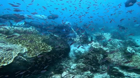 Insta360 Ace Pro 2 4K: Extreme close encounter with a feeding humphead Stock Footage 337052834