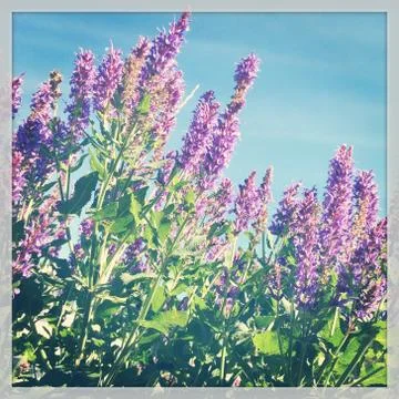 - with instagram effect Stock Photos