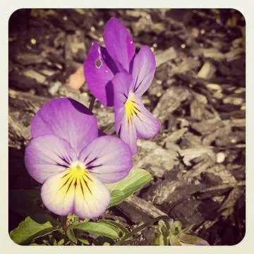 - with instagram effect Stock Photos