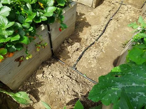 Install drip irrigation system in raised beds with strawberry fruits in the.. Stock Photos