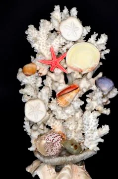 Installation of corals Stock Photos