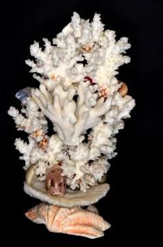 Installation of corals Stock Photos