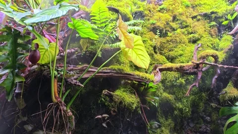 Installation that imitates a rainforest with fog and moss, grass, trees, roots. Stock Footage 300085565