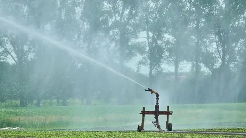 Installation for watering planted lettuce. High-pressure water waters the soi Stock Footage 157323391