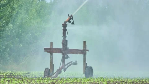 Installation for watering planted lettuce. High-pressure water waters the soi Stock Footage 158097286