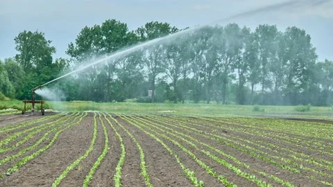 Installation for watering planted lettuce. High-pressure water waters the soi Stock Footage 158313414