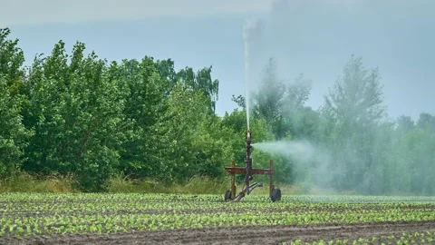Installation for watering planted lettuce. High-pressure water waters the soi Stock Footage 158505846
