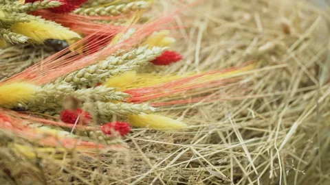 Installation of wheat Stock Footage 94323399