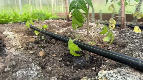 Installed automated drip irrigation system. Home gardening. Stock Footage 311204650