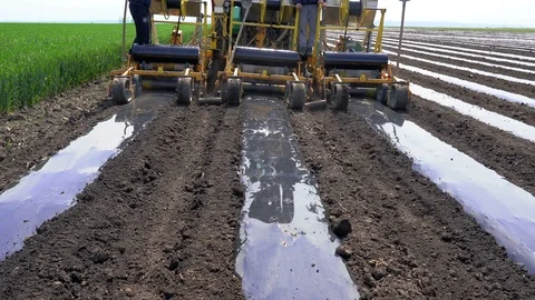 Installing Drip Tape Irrigation Under Plastic Mulch on a Vegetable Bed Stock Footage 108039427