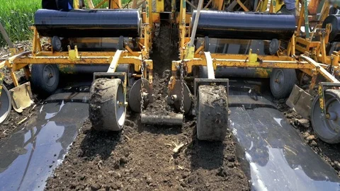 Installing Drip Tape Irrigation Under Plastic Mulch on a Vegetable Bed Stock Footage 108407391