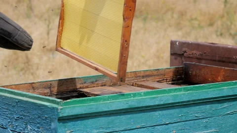 Installing an Empty Frame in a Hive Stock Footage 134966040