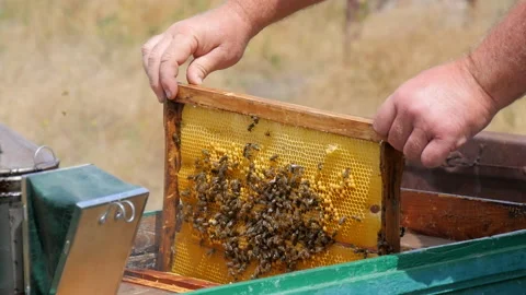 Installing a Honey Frame in a Beehive Stock Footage 134942681