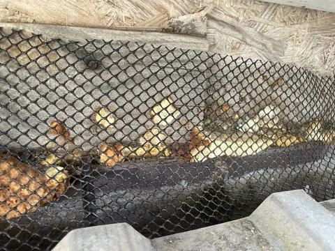 Installing leaf guard mesh in gutter Stock Photos