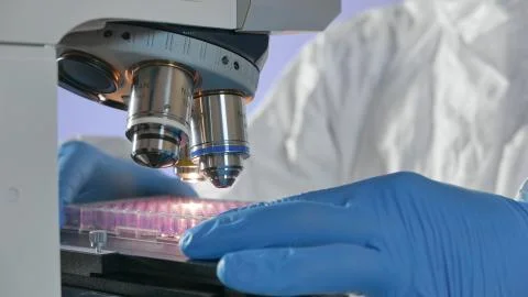 Installing a medical plate under the microscope for studying coronavirus Stock Photos