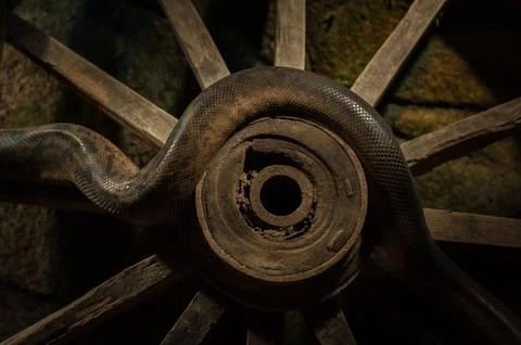 Instigating beast. (Infinity) Stock Photos