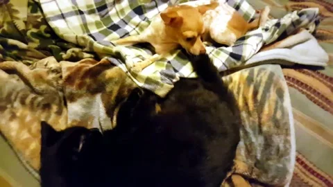 Instigating Some Playing Nobody Was Hurt In The Filming Of This Production Stock Footage 205544861