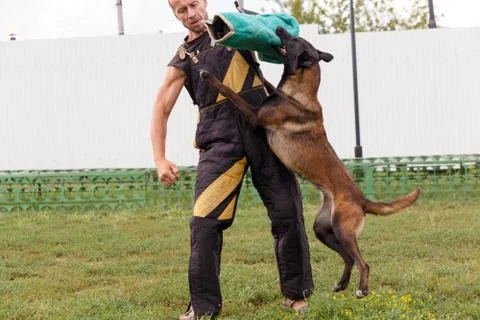 The instructor conducts the lesson with the Belgian Shepherd dog Stock Photos