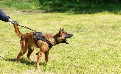 The instructor conducts the lesson with the Belgian Shepherd dog. The dog pro Stock Photos