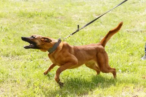 The instructor conducts the lesson with the Belgian Shepherd dog. The dog pro Fotos de archivo