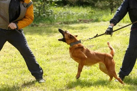 The instructor conducts the lesson with the Belgian Shepherd dog. The dog pro Stock Photos