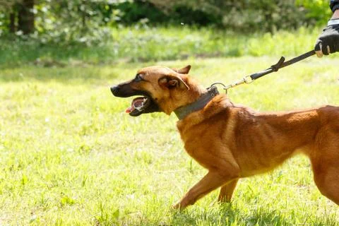 The instructor conducts the lesson with the Belgian Shepherd dog. The dog pro Stockfoto's