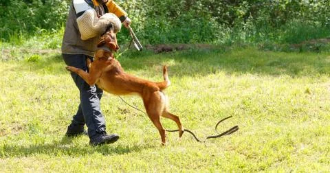 The instructor conducts the lesson with the Belgian Shepherd dog. Stock Photos