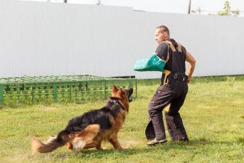 The instructor conducts the lesson with the German Shepherd dog Stockfoto's