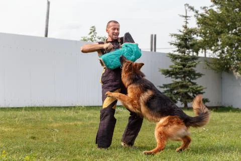 The instructor conducts the lesson with the German Shepherd dog Fotos Stock
