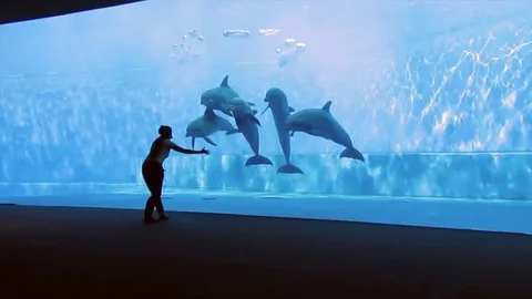 Instructor with dolphins Stock Footage 72399616