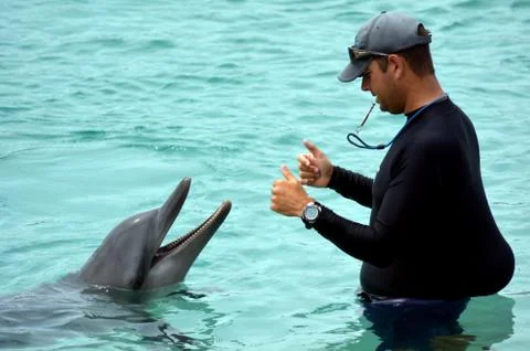 Instructor interact with dolphin Stock Photos